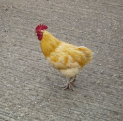 A Bungay Chicken 