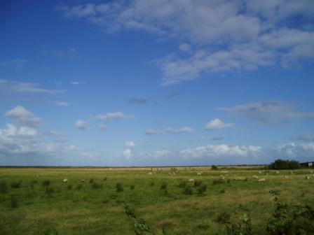 Halvergate Marshes