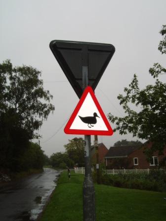 Nice weather for ducks