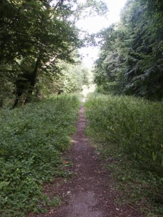 Road being eated by the woods